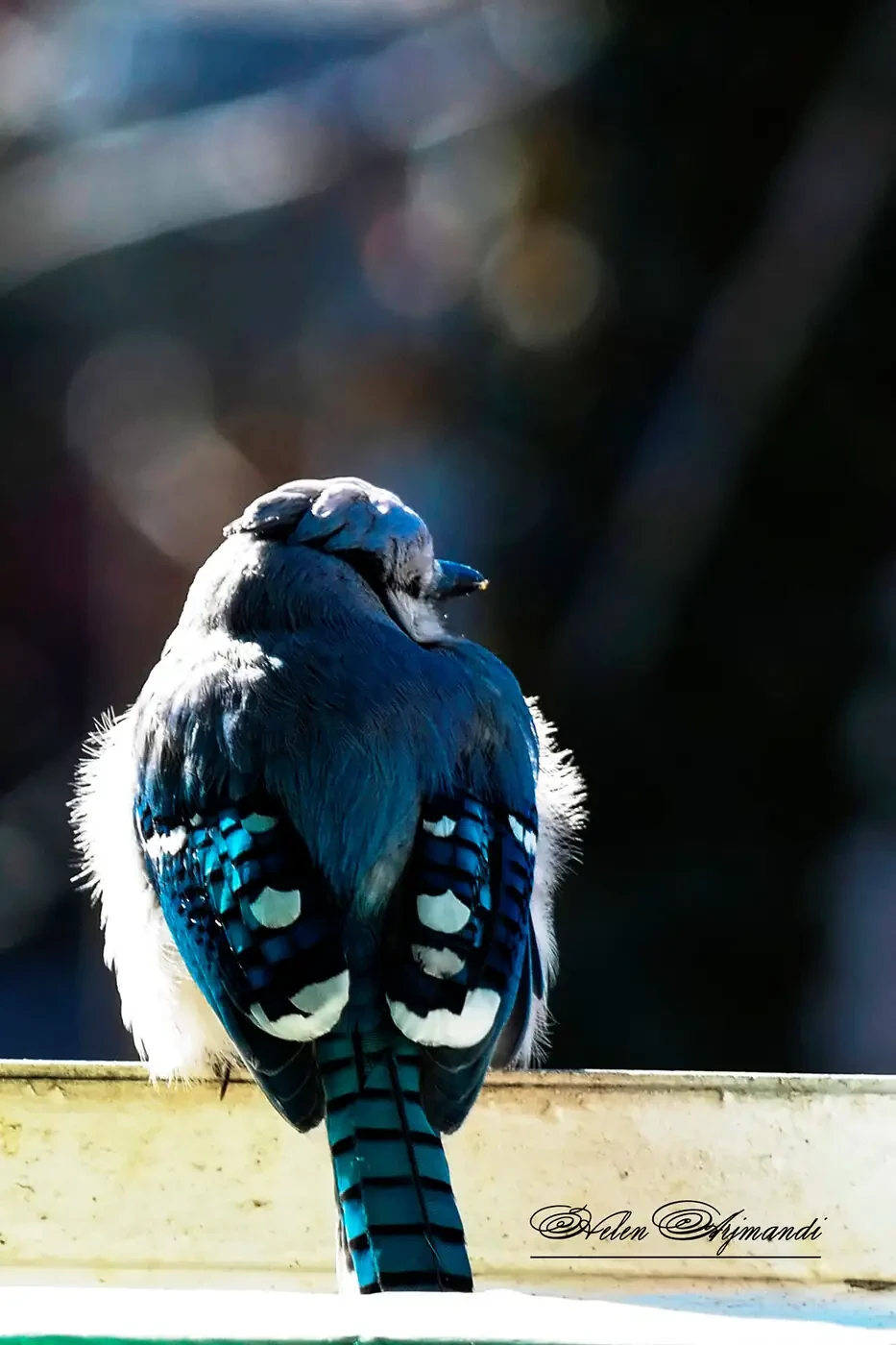 A blue jay perched, seen from behind, in cold light.