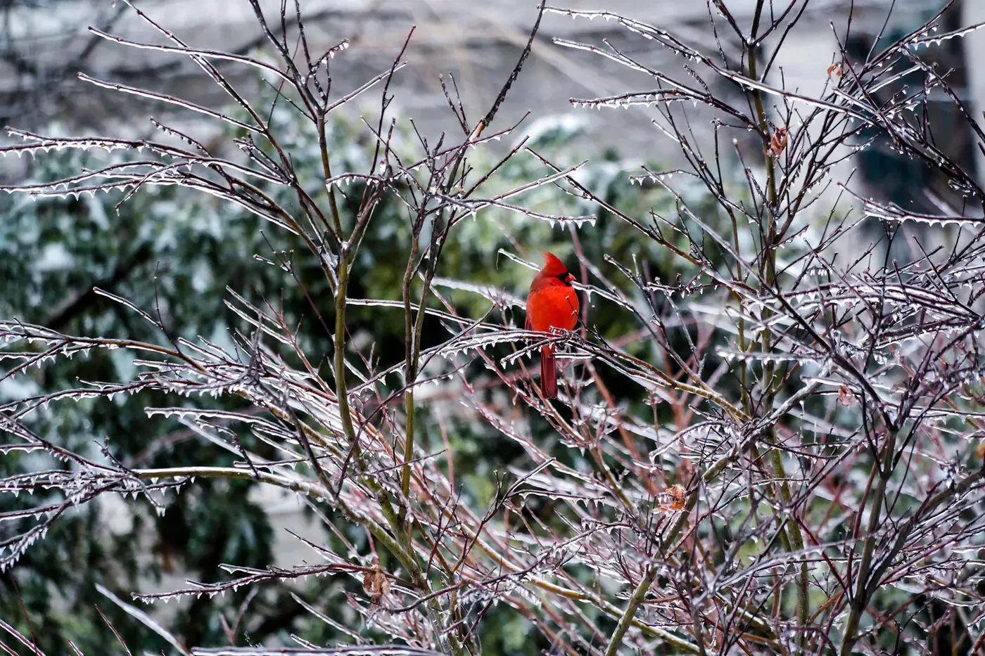 A red cardinal perched on ice-covered branches against a snowy green background.