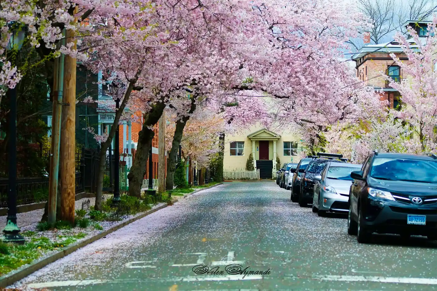 A street canopied in cherry blossom, cars parked along one side, a house at the end.